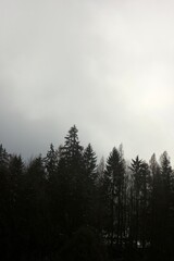 Majestic mountains rise above dense, sprawling forests, creating a harmonious and timeless natural landscape.