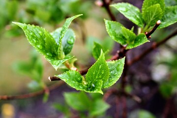 leaves on a branch