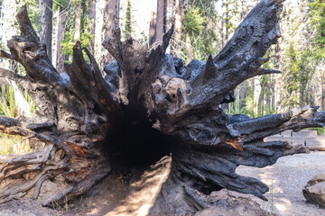 Fire damaged fir trees in Big Basin Redwoods State Park in California. The wild fire was in August 2020 some of the redwood trees are now showing regrowth.