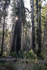 Fire damaged fir trees in Big Basin Redwoods State Park in California. The wild fire was in August 2020 some of the redwood trees are now showing regrowth.