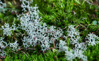 Beautiful Two-Tone Moss