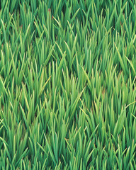 Obraz premium Grass texture background beautiful colors