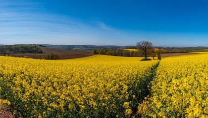 Obraz premium Les Champs de Colza en Fleurs : Un Voyage au Cœur de la Champagne-Ardenne au Printemps