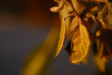 A leaf is shown in a close up, with the sun shining on it