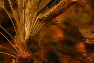 A close up of a palm tree with a yellowish tint