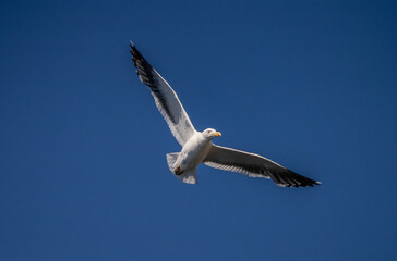 Gaviota