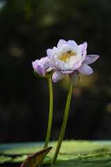 pink and white flower
