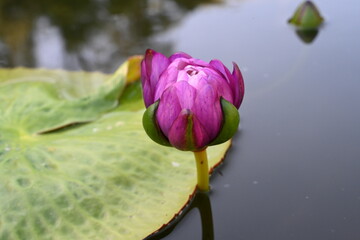 pink water lily