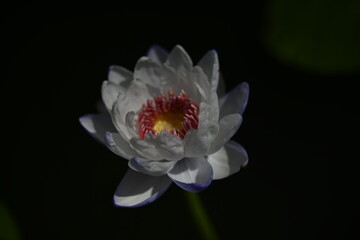 white water lily