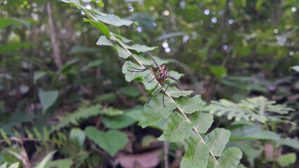 Insect Dexiosoma caninum perched on plant leaves. Photo shot in the forest. Dexiosoma caninum is a European species of fly in the family Tachinidae.