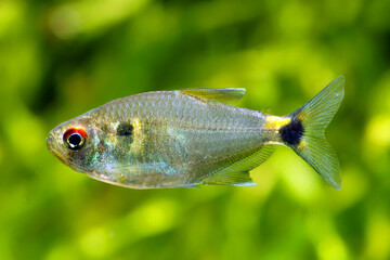 Head-and-taillight tetra