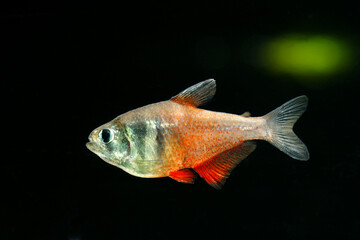 The flame tetra (Hyphessobrycon flammeus)