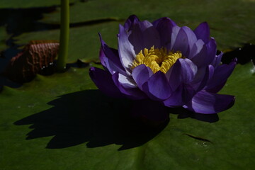 purple water lily