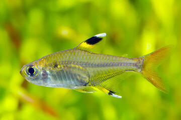 X-ray tetra fish. Pristella maxillaris
