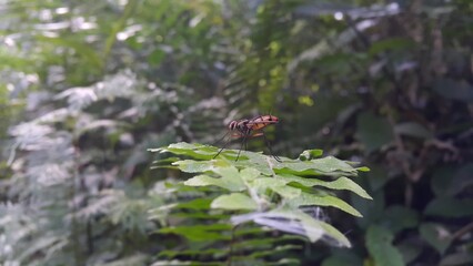 Insect Dexiosoma caninum perched on plant leaves. Photo shot in the mountain. Dexiosoma caninum is a European species of fly in the family Tachinidae.