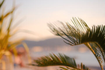 A palm tree with a leafy green frond is in the foreground