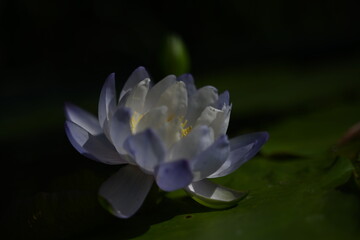 blue water lily