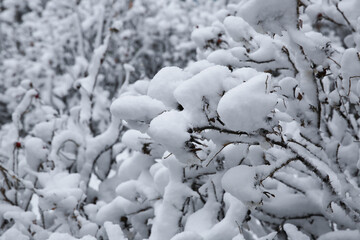 Branches covered with snow after a snowfall