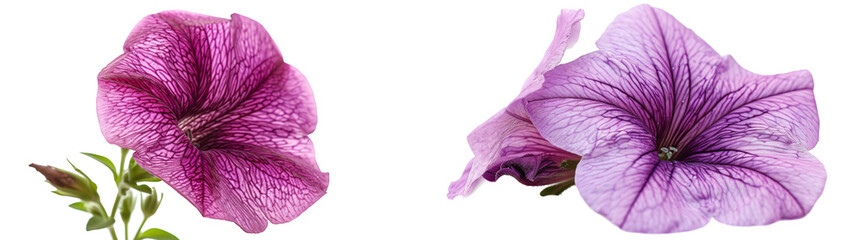 Stunning close-up of vibrant purple petunias showcasing delicate floral textures  on a White Background