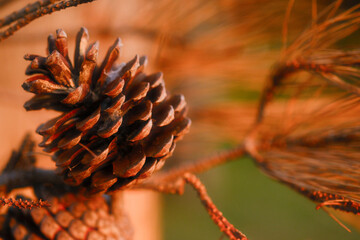A pine cone is shown in a close up