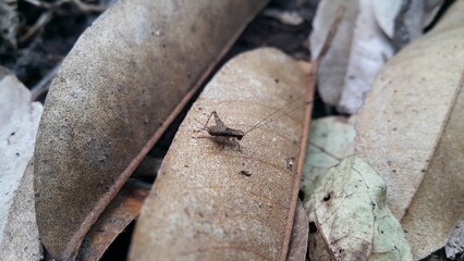 Brown crickets on brown leaves. Photo shot in the jungle.
