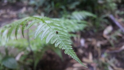 Small brown beetle nestles on plant leaves. Photo shot in a tropical rainforest.