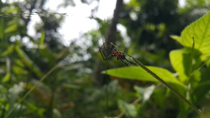 Photo of Pear-shaped Leucauge Spider (Opadometa fastigata) on a plant. Photo shot in the jungle. Insect animal.