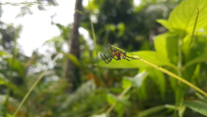 Photo of Pear-shaped Leucauge Spider (Opadometa fastigata) on a plant. Shot in a tropical rainforest. Insect animal. The beauty of nature in the forest. 