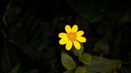 Very beautiful yellow color floral background. Photo shot on the mountain.