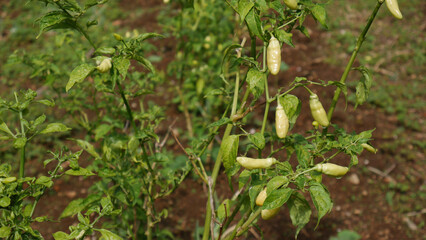 Young green chili plants thriving in the farm, with blurred background fertile soil and fresh green...