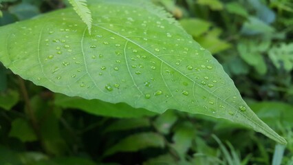 Green leaf with waterdrops after rain. Photo shot in the jungle.