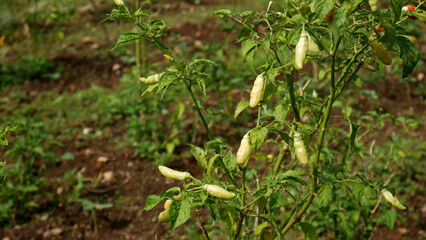 Young green chili plants thriving in the farm, with blurred background fertile soil and fresh green leaves