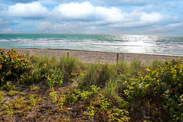 South Beach with Natural Vegetation in South Florida