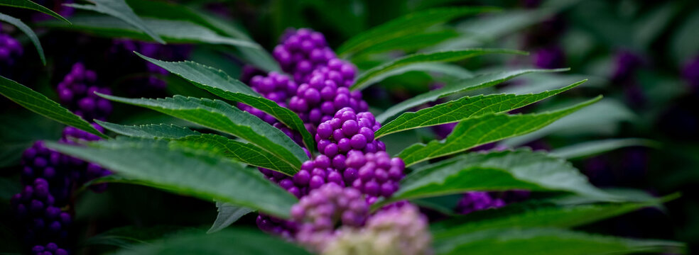 Beautiful Beauty Berries  Mid Autumn.