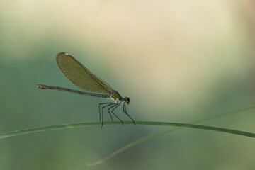 dragonfly on a leaf