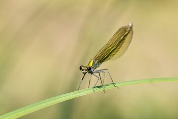 close up of a dragonfly on a leaf