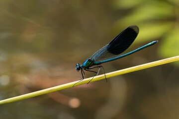 close up of a dragonfly on a leaf