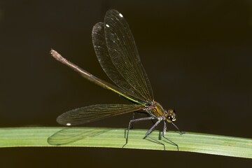 close up of dragonfly