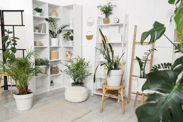 Interior of light living room with shelving units and different houseplants