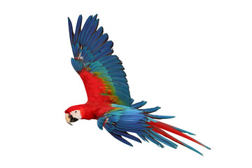 Colorful flying Ruby Macaw parrot isolated on transparent background png file