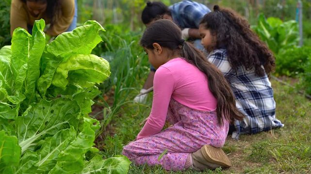 Indian parents gardening with children - Asian girl picking up fresh chard vegetable	