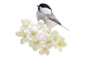 Little bird perching on branch of blossom apple tree with white flowers isolated on transparent...