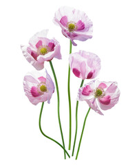Blooming poppy flowers isolated on transparent background