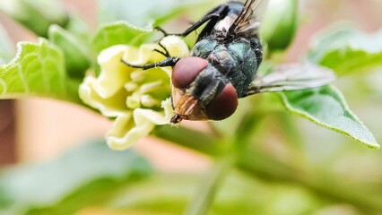 fly on leaf, Chrysomya megacephala, more commonly known as the oriental latrine fly or oriental blue fly. Cochliomyia hominivorax, the New World screwworm fly