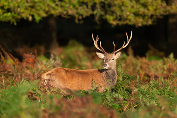 Obraz premium Portrait of a red deer stag standing in bracken during the rut in autumn