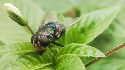 Chrysomya megacephala, more commonly known as the oriental latrine fly or oriental blue fly. Cochliomyia hominivorax, the New World screwworm fly