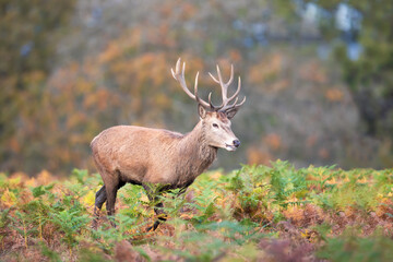 Red deer stag walking in ferns during the rut in autumn