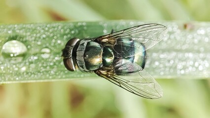 close up of a fly, Chrysomya megacephala, more commonly known as the oriental latrine fly or oriental blue fly. Cochliomyia hominivorax, the New World screwworm fly