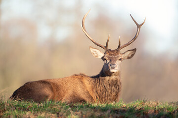 Portrait of a young red deer stag lying on grass