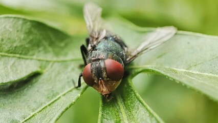 fly on leaf, Chrysomya megacephala, more commonly known as the oriental latrine fly or oriental blue fly. Cochliomyia hominivorax, the New World screwworm fly